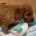 Cavapoo