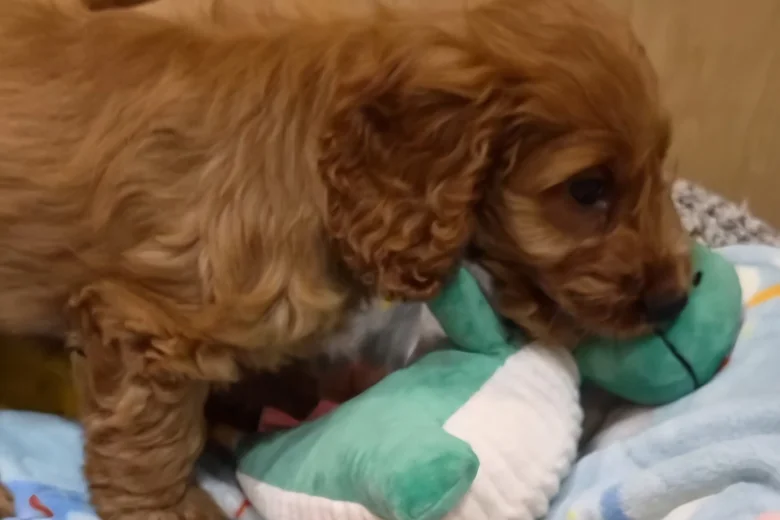 Cavapoo