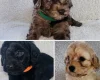 Cavapoo