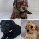 Cavapoo
