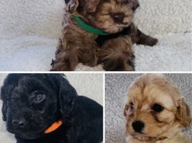 Cavapoo