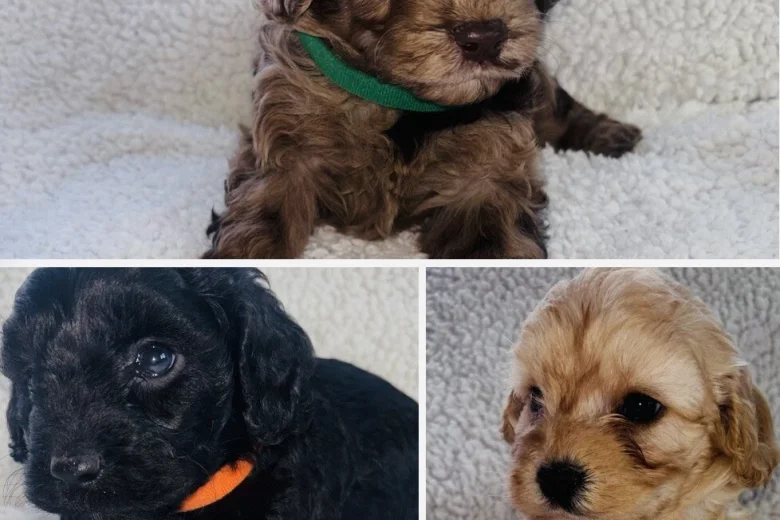 Cavapoo