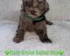 Cavapoo