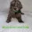 Cavapoo