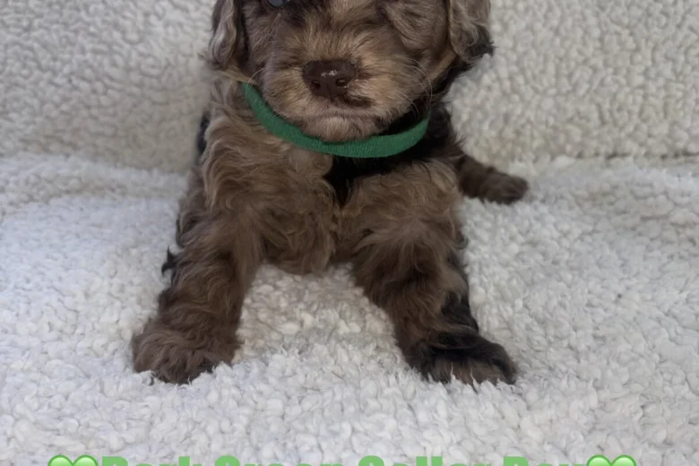 Cavapoo