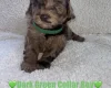 Cavapoo