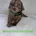 Cavapoo