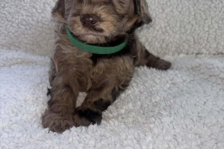 Cavapoo