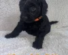 Cavapoo