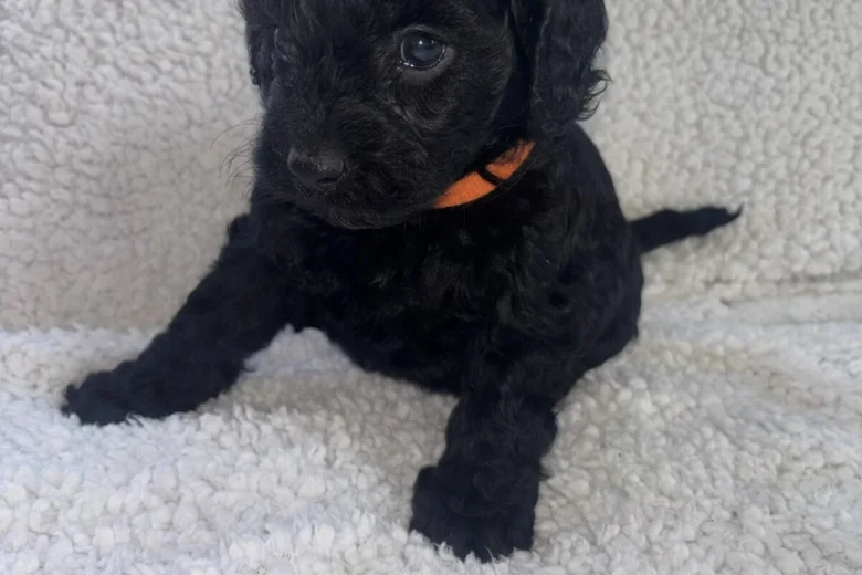 Cavapoo