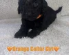 Cavapoo