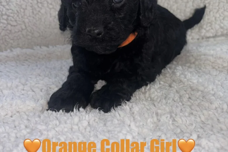 Cavapoo