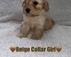 Cavapoo