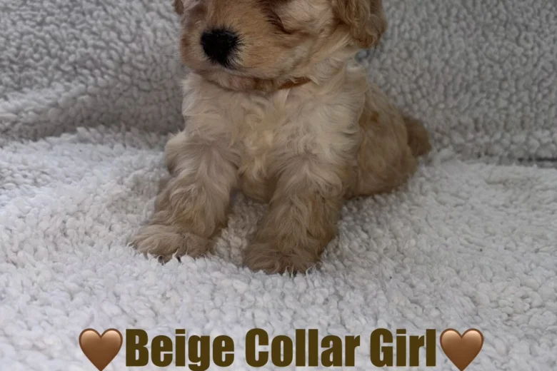 Cavapoo