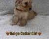 Cavapoo