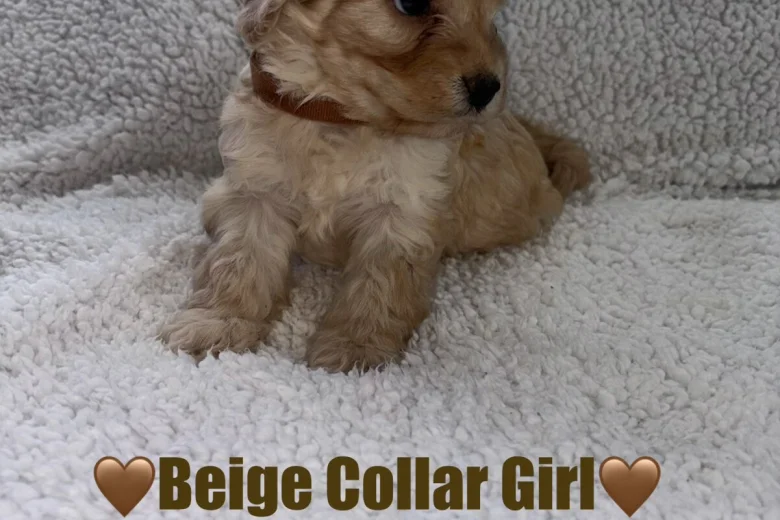 Cavapoo