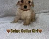 Cavapoo