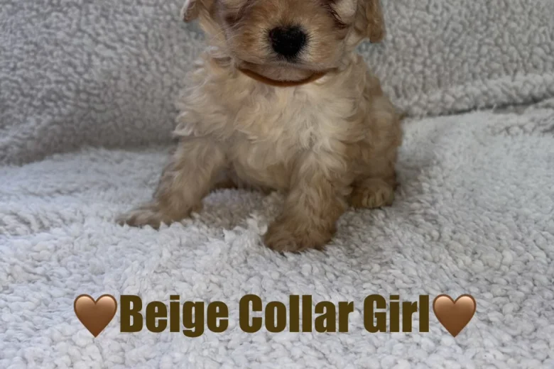Cavapoo