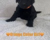 Cavapoo