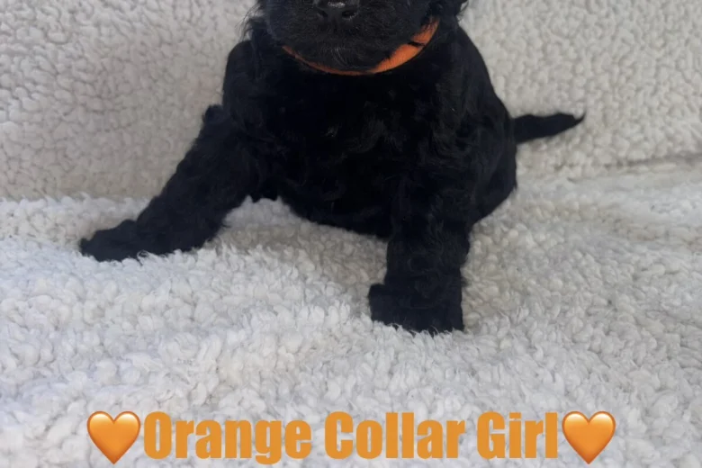Cavapoo