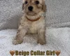 Cavapoo