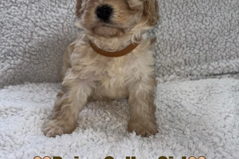 Cavapoo