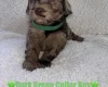 Cavapoo