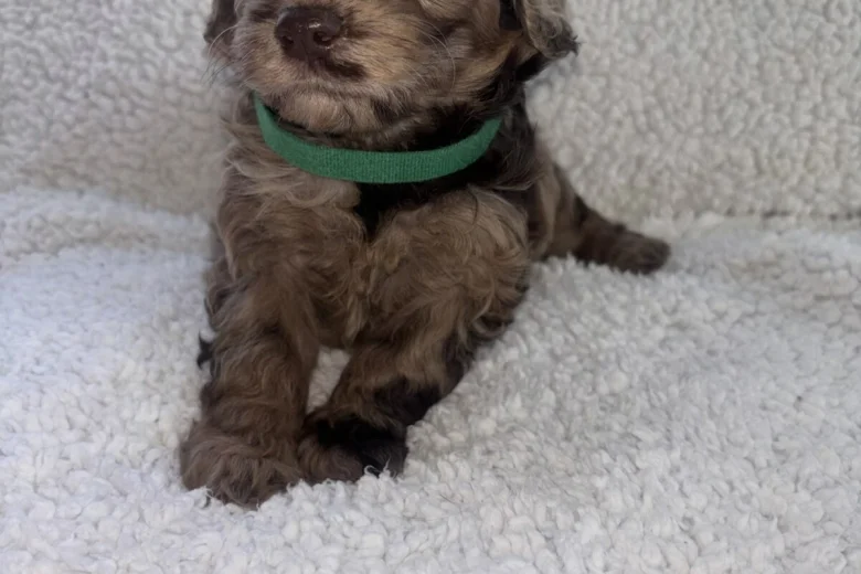 Cavapoo