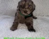 Cavapoo