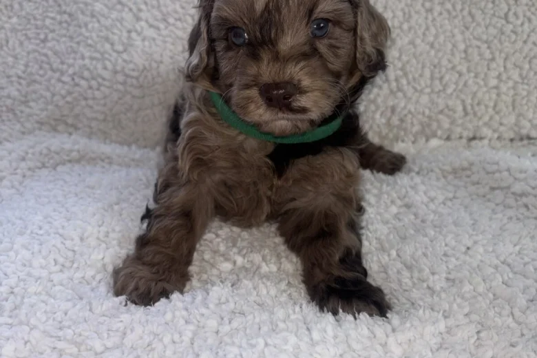 Cavapoo