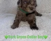 Cavapoo