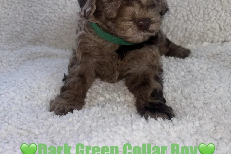 Cavapoo