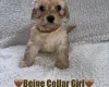 Cavapoo