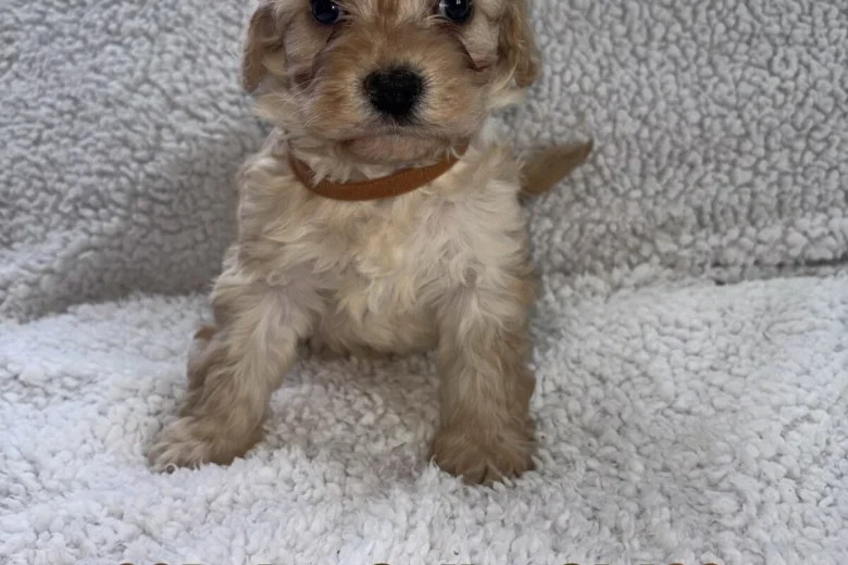 Cavapoo