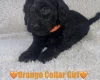 Cavapoo