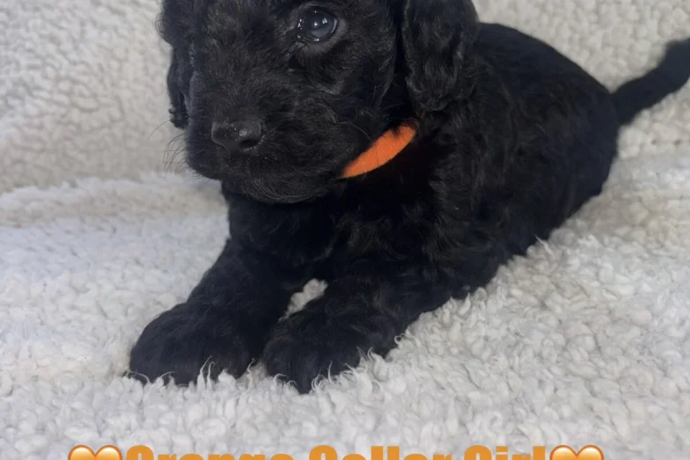 Cavapoo