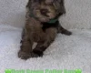 Cavapoo