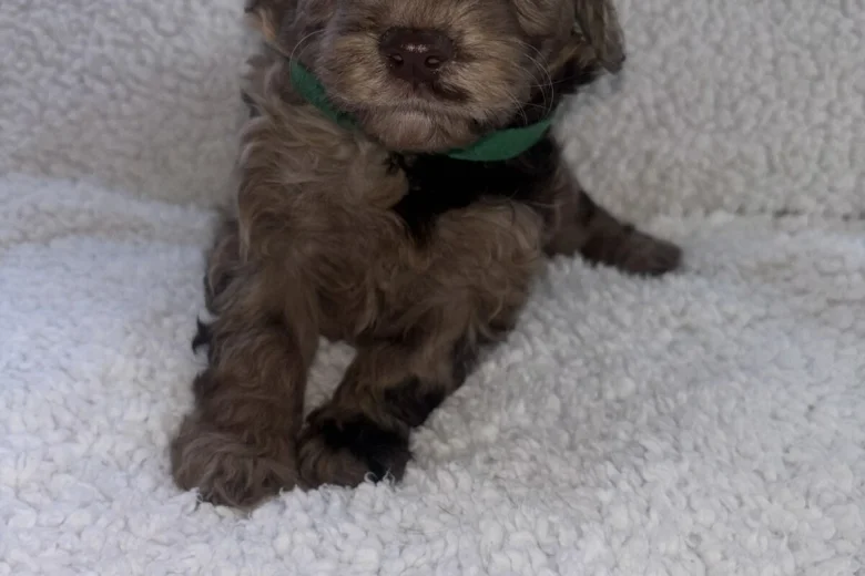 Cavapoo