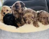 Cavapoo