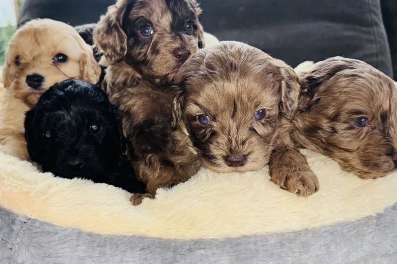 Cavapoo