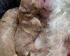 Cavapoo