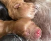 Cavapoo