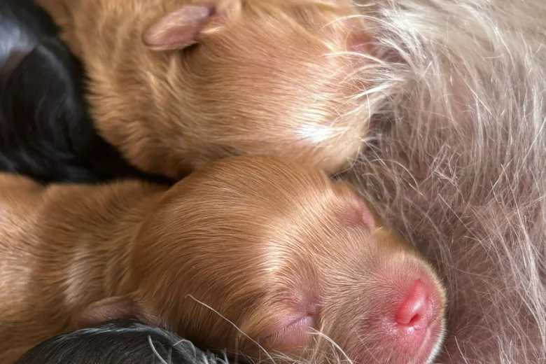 Cavapoo