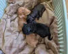 Cavapoo