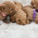Cavapoo