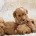 Cavapoo