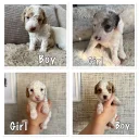 Cavapoo