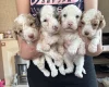 Cavapoo