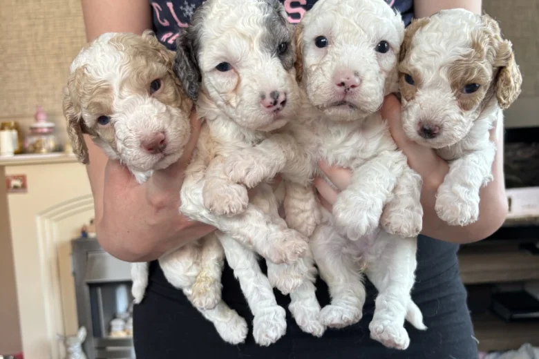 Cavapoo