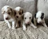 Cavapoo